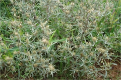 Dicoma tomentosa